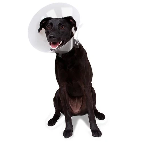 Betsy Clear Collar - Image 4