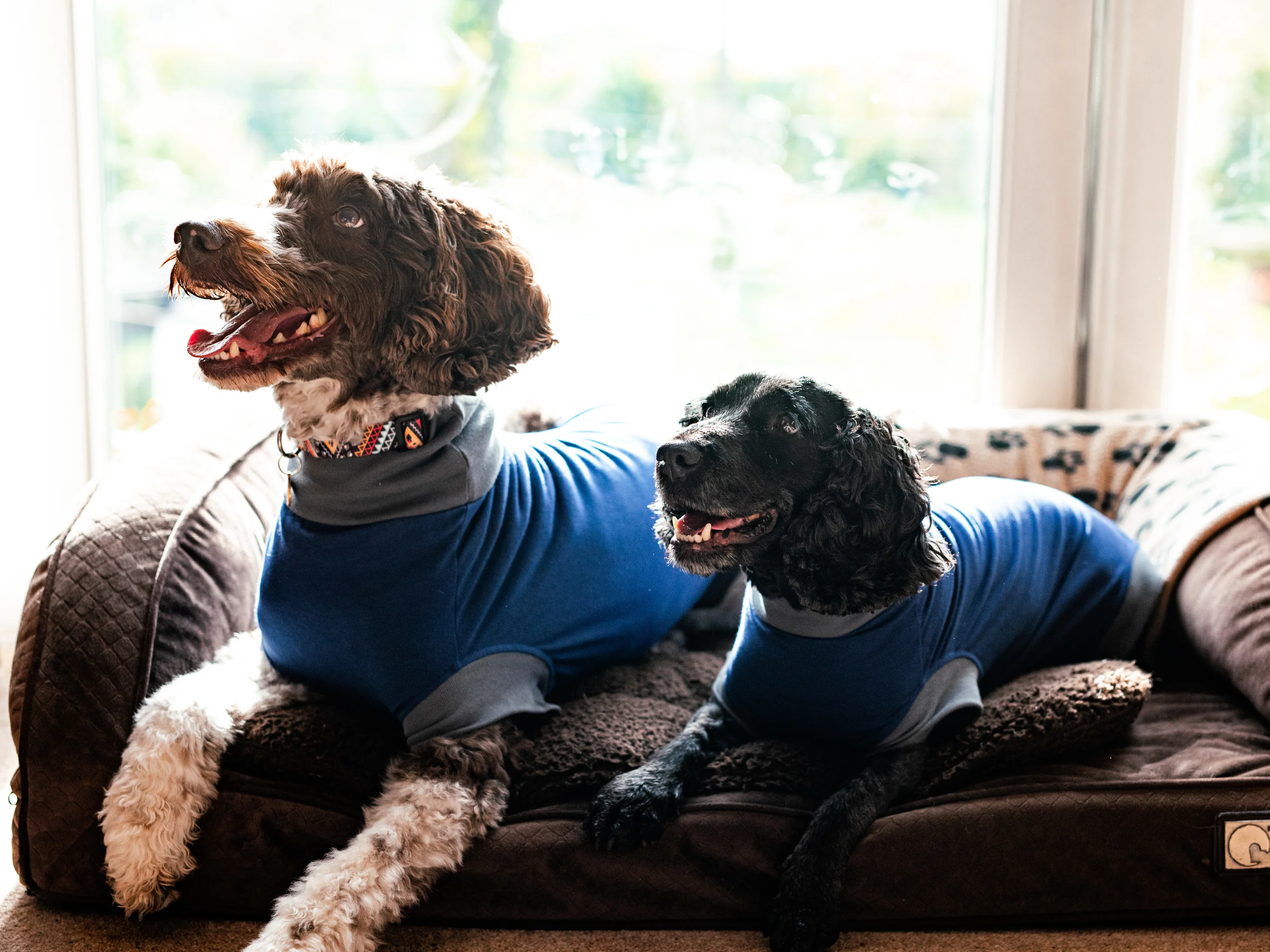 SIMBA® Pet Shirt - Image 3