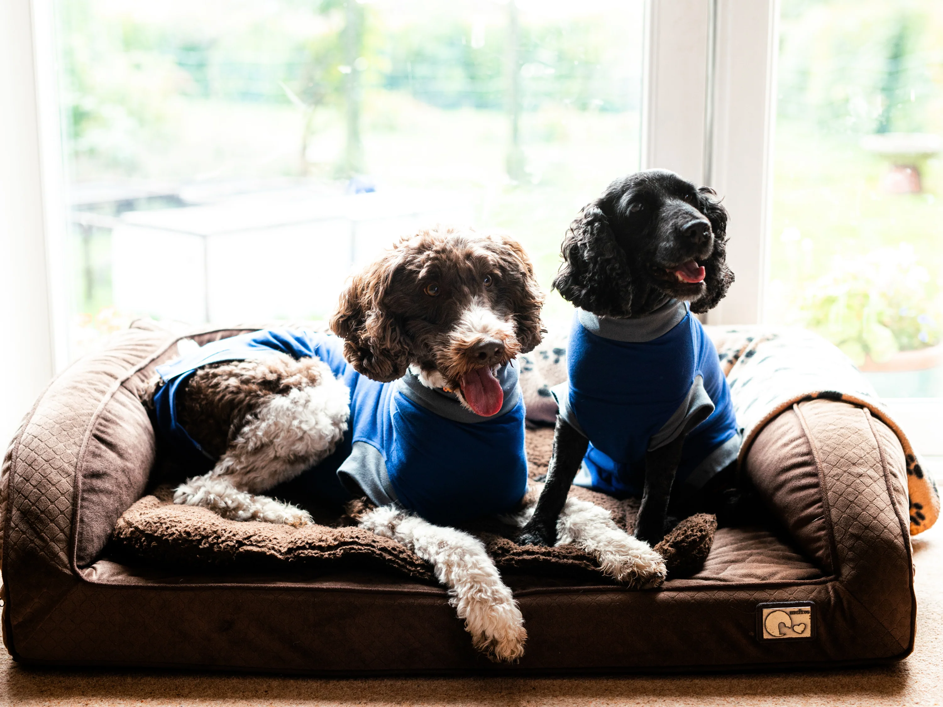 SIMBA® Pet Shirt - Image 4